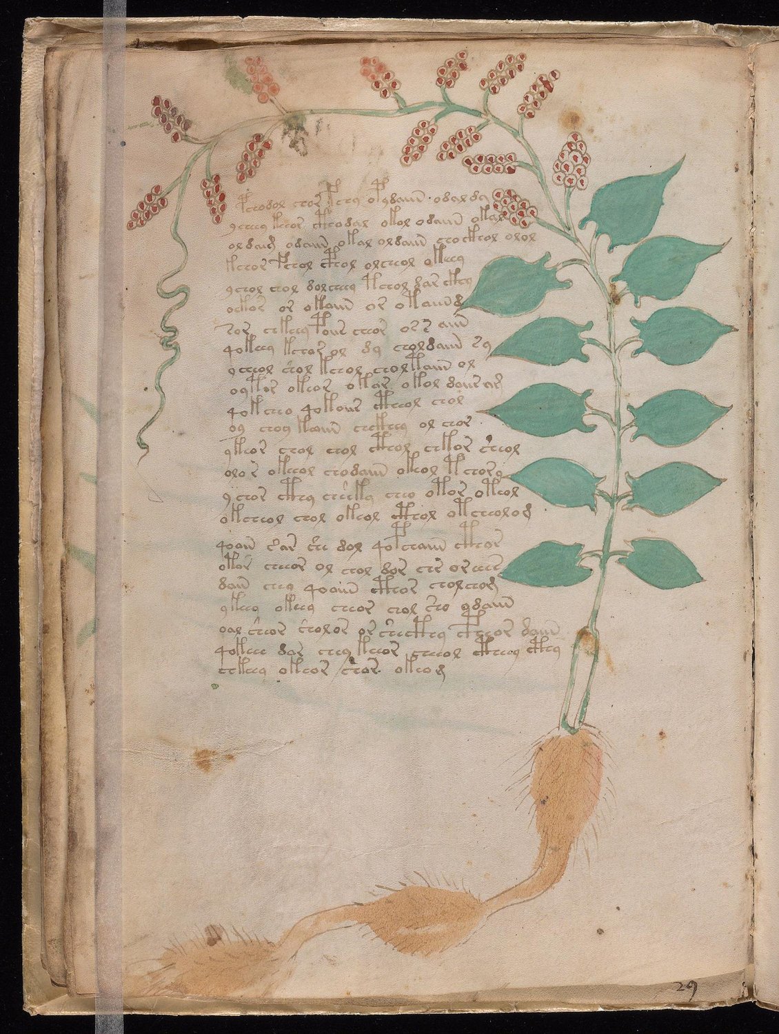 Herbal Page 32